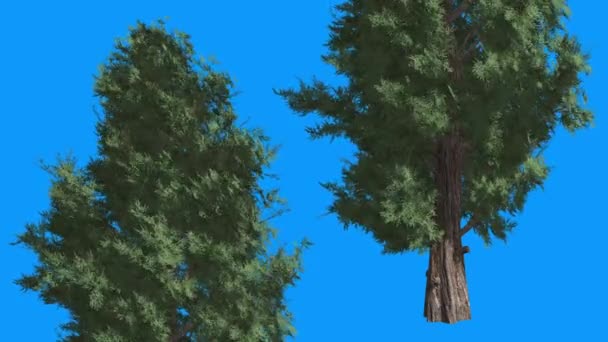 Kelet-Vörös Cedar tűlevelű két fa zöld levelek Blue Screen Evergreen fa imbolygott a szél zöld méretezett levelek a nappali téli nyár