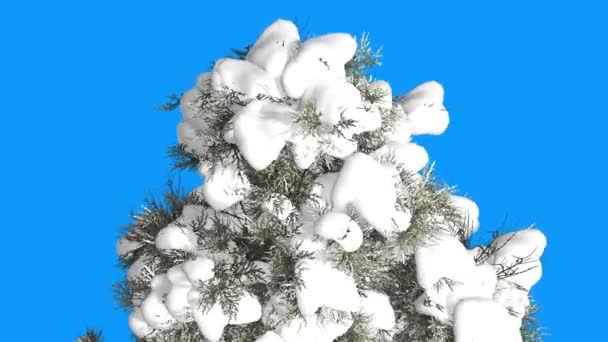 Oost-rode ceder top van Coniferous boom sneeuw blauw scherm groenblijvende boom wuivende op de wind groen geschaalde bladeren op dag in de winter — Stockvideo