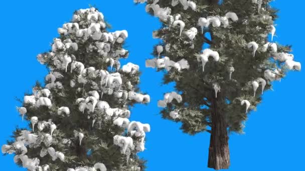 Ανατολικό κόκκινο κέδρος δύο κωνοφόρα δέντρα σε μπλε οθόνη χιόνι σε υποκαταστήματα αειθαλή δέντρο ταλαντεύεται στον άνεμο πράσινο κλίμακα φύλλα την ημέρα του χειμώνα — Αρχείο Βίντεο