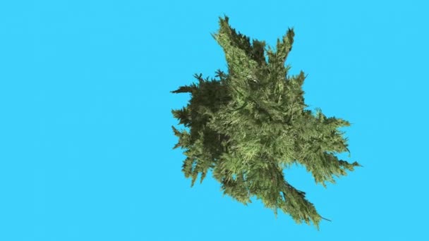 Χόλιγουντ Juniper ψηλό θάμνο κορυφή κάτω από κωνοφόρα αειθαλής θάμνος είναι Swaying στην ισχυρή άνεμος μικρό δέντρο Scale-Like αφήνει ζωηρό πράσινο φύλλωμα βελόνες — Αρχείο Βίντεο