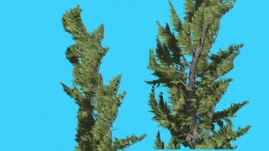 Swaying Rüzgar küçük ağaç Scale-Like yaprakları canlı yeşil yeşillik iğneler, Hollywood ardıç iki ağaçlar güçlü Rüzgar iğne yapraklı yaprak dökmeyen çalılar vardır