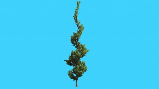 Hollywood Juniper Spiral formade böjda träd barrträd vintergrön buske är Swaying på Wind Topiary små träd Scale-Like lämnar levande gröna lövverket — Stockvideo