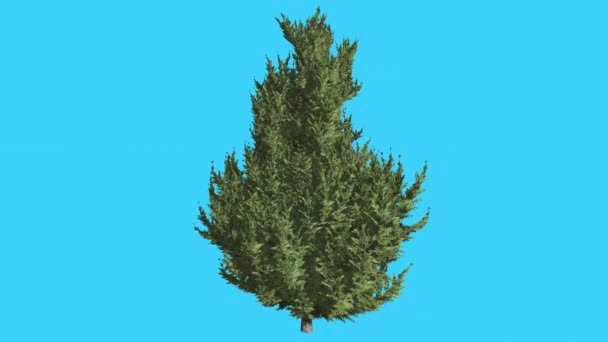 Hollywood Wacholder verzweigter kleiner Baumstrauch Nadelstrauch immergrüner Strauch wiegt sich im Wind kleine baumschuppenartige Blätter leuchtend grüne Blattnadeln — Stockvideo