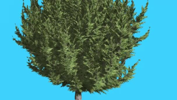 Hollywood Juniper Lower Branches of Tree Coniferous Evergreen Shrub is Swaying at the Wind Small Tree Scale-Like Leaves Vivid Green Foliage Needles — Stock Video