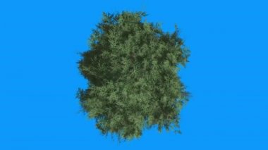Doğu Kırmızı Sedir Crown Top Down Yaz İlkbahar Sonbahar Ağacı Rüzgar Coniferous Evergreen Tree İğne Gibi Yaprakları Bilgisayar Animasyon sallanan olduğunu