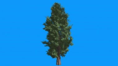 Doğu Kırmızı Sedir Juniperus Virginiana Yaz Bahar Sonbahar Ağacı Rüzgar Coniferous Evergreen Tree İğne Gibi Yaprakları Bilgisayar Animasyon sallanan olduğunu