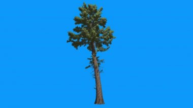 Bir Top, mavi ekran uzun boylu ağaç dallarda Douglas Fir Swaying Rüzgar iğne yapraklı yaprak dökmeyen ağaç Needle-Like yaprakları bilgisayar animasyon at olduğunu