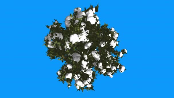 Douglas Fir Crown Top Down Snow on a Top Blue Screen Pseudotsuga Tree is Swaying at the Wind Coníferas Evergreen Tree Hojas de aguja Invierno — Vídeos de Stock