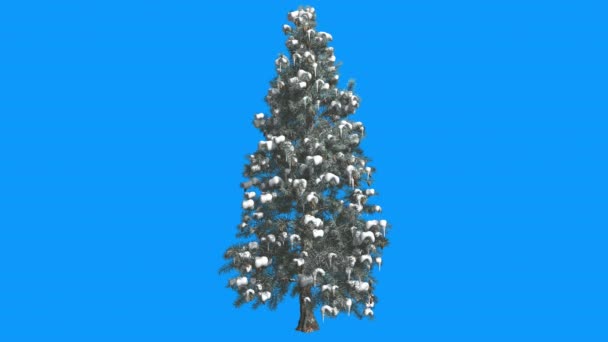 Blue Spruce Snow on a Branches Picea Pungens Fondo azul se balancea en el viento Coníferas Evergreen Tree Needle-Like Leaves Computer Animation — Vídeos de Stock