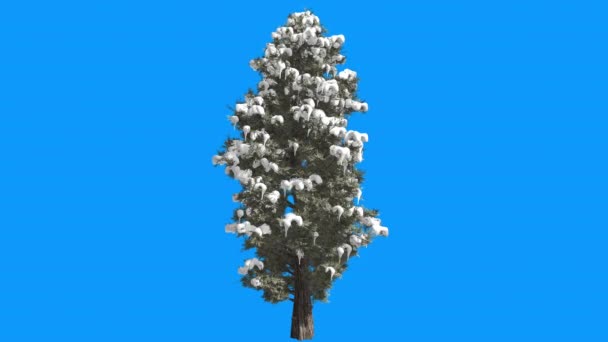 Cèdre rouge de l'Est Neige sur les branches Juniperus Virginiana Tree se balance au vent Feuilles persistantes ressemblant à des aiguilles Animation hivernale — Video