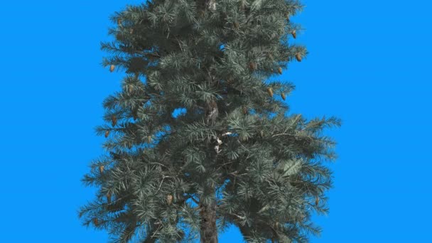 Blue Spruce Cones Picea Pungens on Blue Background Tree is Swaying at The Wind Coniferous Evergreen Tree Needle-Like Leaves Computer Animation — Stock Video