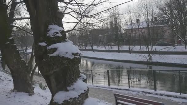 Panorama parku zábradlí u chodníku pomalý pohyb podél řeky tichá plocha vysokých stromů na břehu řeky u sněhu na zemi v zimě — Stock video