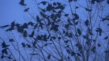 Kuş Silhouettes karatavuk kargalar vardır uçan kadar çıplak dalları Bush dallar sallanan çırparak onların kanatları ağır çekim sinek kadar sonbahar akşam