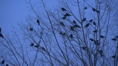 Onların kanatları ağır çekim sinek sonbahar akşam kadar çırparak bir çıplak dalları Bush üzerinde oturarak geçen kaç Kuş Silhouettes karatavuk kargalar uçuyor