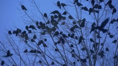 Kuş Silhouettes A kuş karatavuk kargalar sürü kendi kanatları ağır çekim sinek sonbahar akşam kadar çırparak bir çıplak dalları Bush üzerinde oturuyor