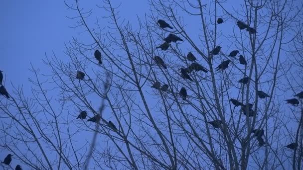 Kilka ptaków sylwetki kosy wrony latają, przechodzącej przez siedzi na krzaku gołe gałęzie trzepotanie ich skrzydła zwolnionym tempie latać do jesiennego wieczoru — Wideo stockowe