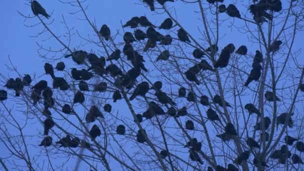 Birds Silhouettes A Lot of Birds Blackbirds Crows Are Sitting on a Bare Branches Bush Flapping Their Wings Branches are Swaying Fly Up Autumn Evening