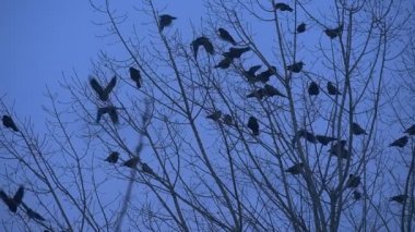Bir kaç Kuş Silhouettes karatavuk kargalar oturan çıplak bir şube Bush dalları üzerinde sallanan çırparak onların kanatları ağır çekim sinek kadar sonbahar akşam vardır