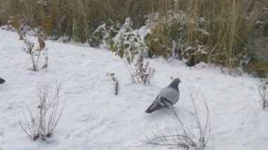 İki gri güvercin yere park Park karda zemin güvercinler üzerinde nehir kış gündüz Kiev tarafından dolanıyorsun