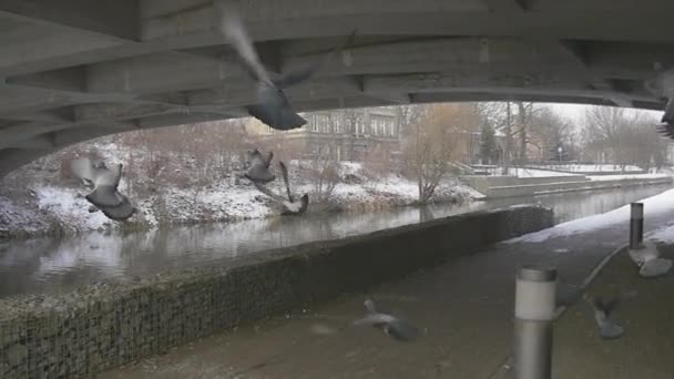 colombes volent du sol sous le pont au ralenti chaussée piétonne sous un pont à travers un petit parc fluvial par la rivière en hiver Kiev 