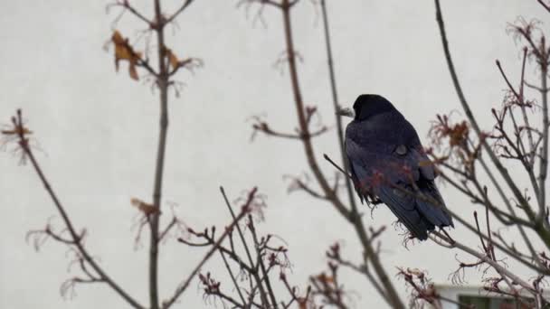 Szürke varjú fodros madár ül a csupasz ágak fa téli madár úgy érzi, hideg fordult a fejét, és csőr száraz levelek egy ágak hideg időjárás — Stock videók