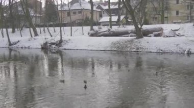Ördekler Bir River Man ve Çocuk Karşı Banka Dalgalanan Su Kar bir Ground Bare Dalları Ağaçlar Park River Kış Bulutlu yürüyüş tarafından Yüzen mı