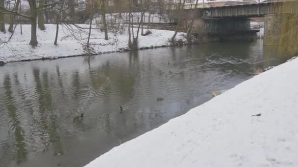 Los patos flotan junto a un río Rippling Water Snow is on a Ground Bare Branches Trees Park at The River Bridge through River Winter Cloudy Daytime Kiev — Vídeos de Stock