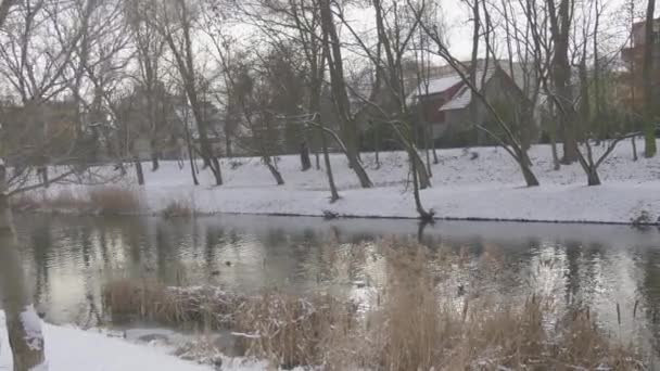 Wilde eenden Mallards zijn drijvende door een rivier kabbelend Water sneeuw is op een grond kale takken bomen Park in The River Bridge via rivier Winter bewolkt — Stockvideo