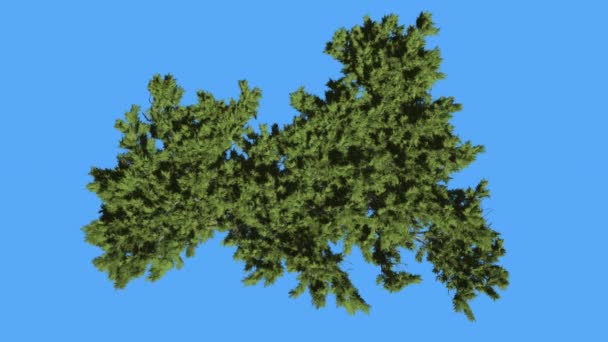 Monterrey ciprés corona arriba hacia abajo coníferas Evergreen árbol se balancea en el viento verde escala-como hojas Hesperocyparis Macrocarpa árbol en día ventoso — Vídeo de stock