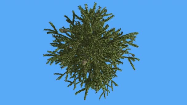 Monkey Puzzle Tree Crown Top Down Scala-Come Triangolare Lascia rami su un Top Coniferous Evergreen Tree è ondeggiante al Vento Verde Sunny Day — Video Stock