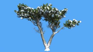 Monterey Selvi Bir Dallar Coniferous Evergreen Tree Üzerinde Gövde Kar Doubled Rüzgar Yeşil Ölçek-Gibi Yaprakları Hesperocyparis Macrocarpa sallanan olduğunu