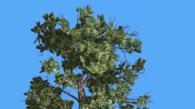 Ağacın Pinophyta Coniferous Evergreen Ağaç Top Örnek Conifer Crown Rüzgarlı Gün Rüzgar Yeşil İğne Gibi Yaprakları Ağaç Sallanan olduğunu