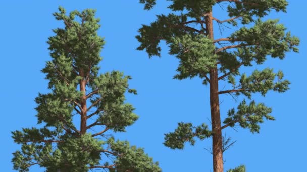 Pino escocés Dos árboles delgados Árbol perenne de coníferas se balancea en el viento Hojas verdes como agujas Pinus Sylvestris Árbol en el día ventoso — Vídeos de Stock