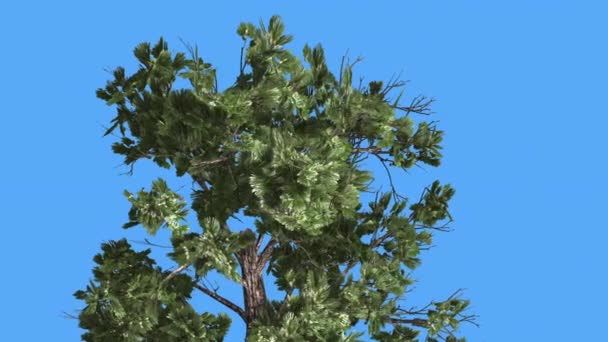 Monster Conifer kroon van Pinophyta Coniferous groenblijvende boom top van de boom is wuivende op de wind groene naald-achtige bladeren boom in winderige dag — Stockvideo