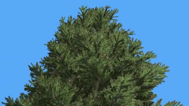 Top de abeto de Noruega de árbol balanceándose hojas Picea Abies Árbol de hoja perenne de coníferas se balancea en el viento Árbol de hojas similares a agujas verdes en el día ventoso — Vídeos de Stock