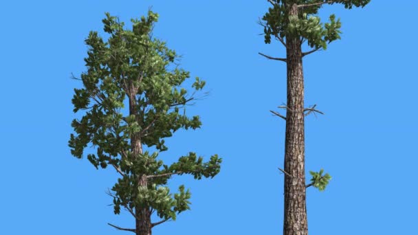 Échantillon Conifères Deux arbres Pinophyta Conifères Arbre à feuilles persistantes se balançant au vent Feuilles vertes ressemblant à des aiguilles Têtes ligneuses Arbre par temps venteux — Video