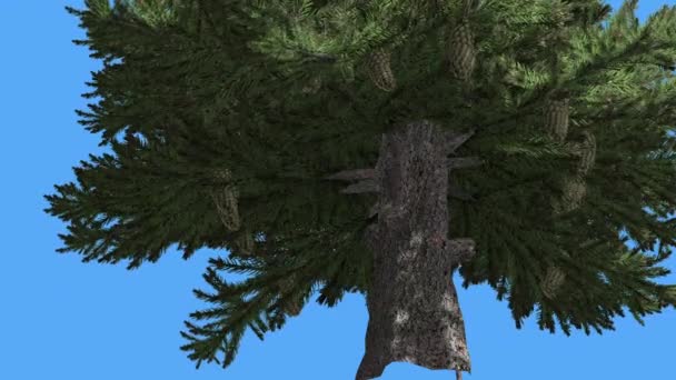 Norge spruce Picea abies tjocka stammen grenar solig dag barrträd vintergröna trädet vajande på vinden gröna nål-liknande löv träd i blåsig dag — Stockvideo