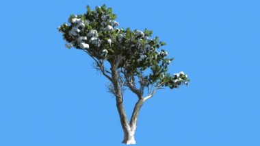 Monterey Selvi İki Katına Gövde Küçük Ağaç Kar Kozalaklı Evergreen Tree Rüzgar Yeşil Ölçek-Gibi Yaprakları Hesperocyparis Macrocarpa sallanan olduğunu