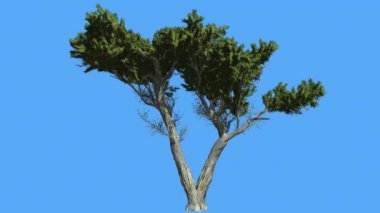Monterey Cypress Çift Gövde Coniferous Evergreen Tree Rüzgar Yeşil Ölçek-Gibi Yaprakları Hesperocyparis Macrocarpa Ağacı Rüzgarlı Gün Sallanan olduğunu