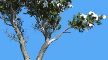 Monterey Selvi Çift Gövde Ve Kar Kozalaklı Evergreen Tree Rüzgar Yeşil Ölçek-Gibi Yaprakları Hesperocyparis Macrocarpa Rüzgarlı Gün Sallanan olduğunu