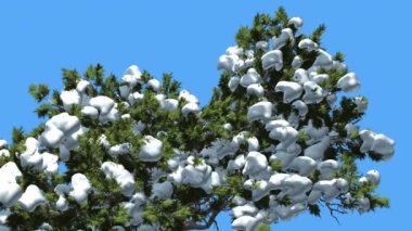 Monterey Selvi Çok Kar Bir Crown Coniferous Evergreen Tree Rüzgar Yeşil Ölçek-Gibi Yaprakları Hesperocyparis Macrocarpa Rüzgarlı Gün Sallanan olduğunu