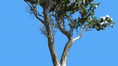 Monterey Selvi Çift Gövde Ve Kar Kozalaklı Evergreen Tree Rüzgar Yeşil Ölçek-Gibi Yaprakları Hesperocyparis Macrocarpa Rüzgarlı Gün Sallanan olduğunu