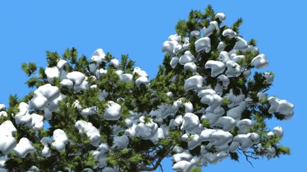 Ciprés de Monterrey Mucha nieve en una corona Árbol perenne de coníferas se balancea en el viento Hojas verdes escamosas Hesperocyparis Macrocarpa Windy Day — Vídeos de Stock