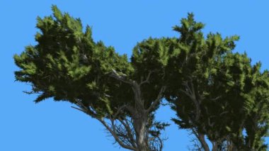 Monterey Selvi Küçük Kavisli Ağaç Coniferous Evergreen Tree Top Rüzgarlı Gün Rüzgar Yeşil İğne Gibi Yaprakları Ağaç Sallanan olduğunu