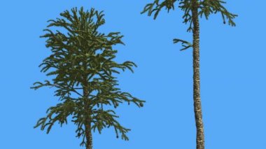 Maymun Puzzle İki İnce Ağaçlar Coniferous Evergreen Tree Rüzgar Yeşil Ölçek-Gibi Üçgen Yapraklar Ağacı Rüzgarlı Günde Sallanan olduğunu