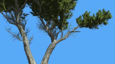 Monterey Cypress Küçük Ağaç Coniferous Evergreen Ağacı Nın Çift Gövde Rüzgarlı Günde Rüzgar Yeşilİğne Gibi YaprakLar Ağacı sallanan olduğunu