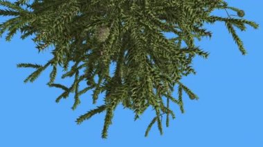 Ağacın Monkey Puzzle Top Of Coniferous Evergreen Tree Rüzgar Yeşil Ölçek-Windy Gün Ağaç Gibi Sallanan olduğunu