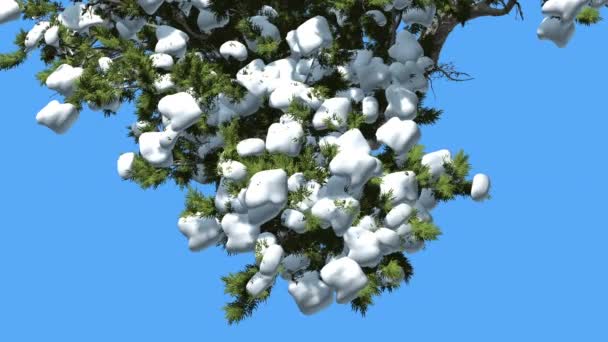 Monterey Cypress Top of Tree Turned Image Snow on Coniferous Evergreen Tree is Swaying at The Wind Green Scale-Like Leaves Hesperocyparis Macrocarpa — Stock Video