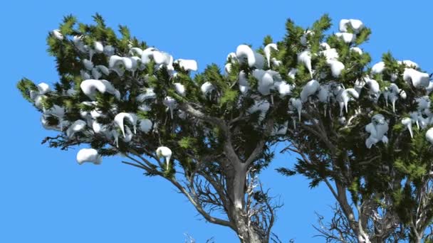 Monterey Cypress Snow på en grenar barrträ vintergröna träd vajande på vinden gröna skalan-som lämnar Hesperocyparis macrocarpa träd i blåsig dag — Stockvideo