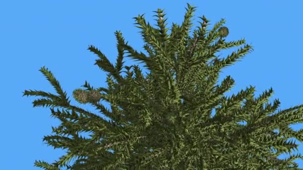 Παζλ μαϊμού κορυφή του δέντρου κώνους κωνοφόρων αειθαλής δέντρο ταλαντεύεται στο το πράσινο του ανέμου κλίμακα-όπως τριγωνικά φύλλα δέντρο σε ανεμοδαρμένη ημέρα — Αρχείο Βίντεο